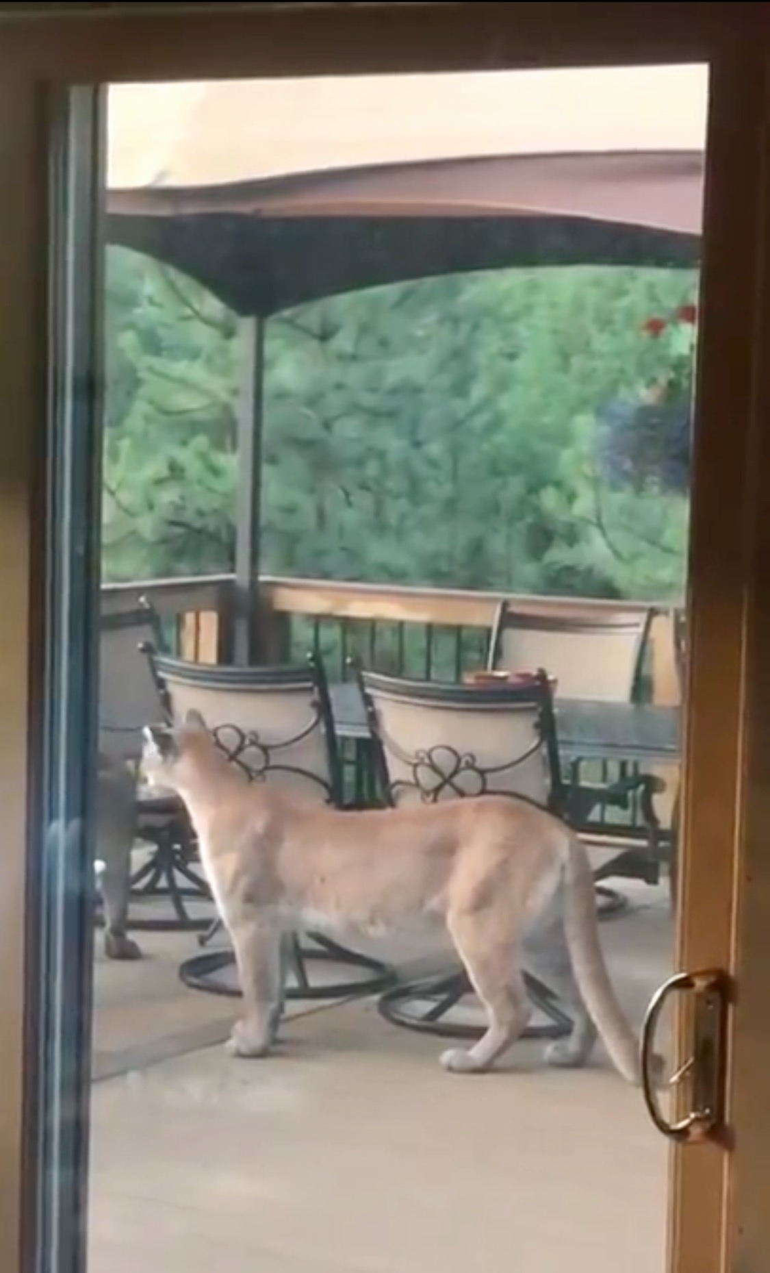 Four Mountain Lions On Your Back Porch!
