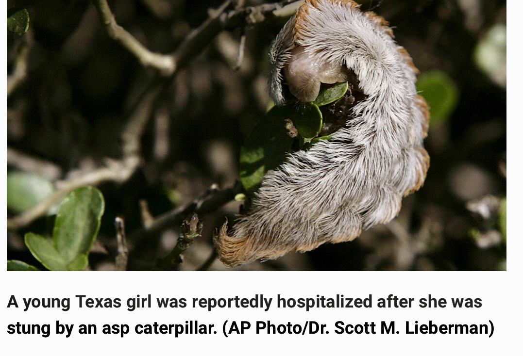 Texas girl, 5, Hospitalized Following Sting from Venomous Caterpillar