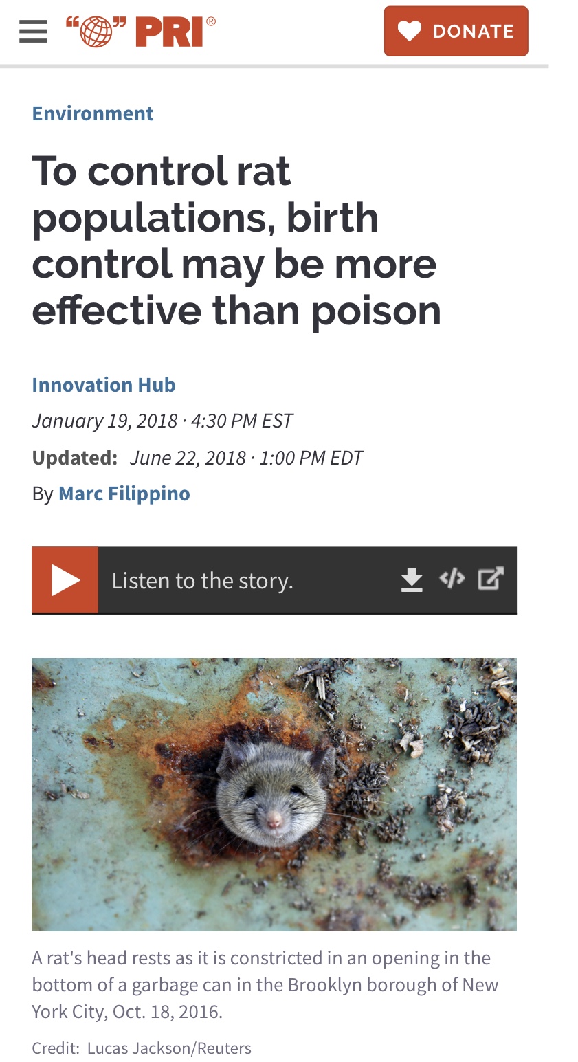 ‪Good news on the horizon to combat and control‬ rat populations, birth control may be more effective than poison