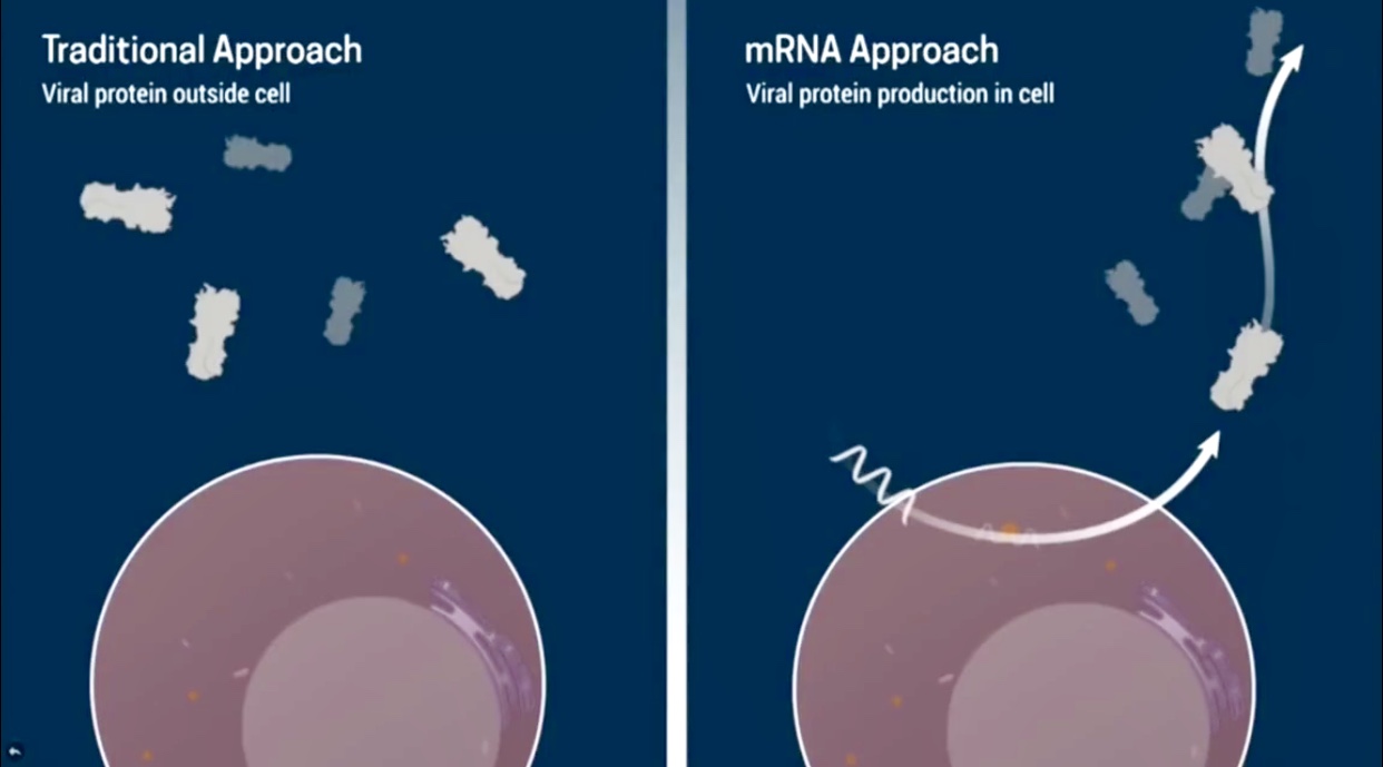 Doctor Tal Zaks Explains How Vaccines mRNA are suppose to work